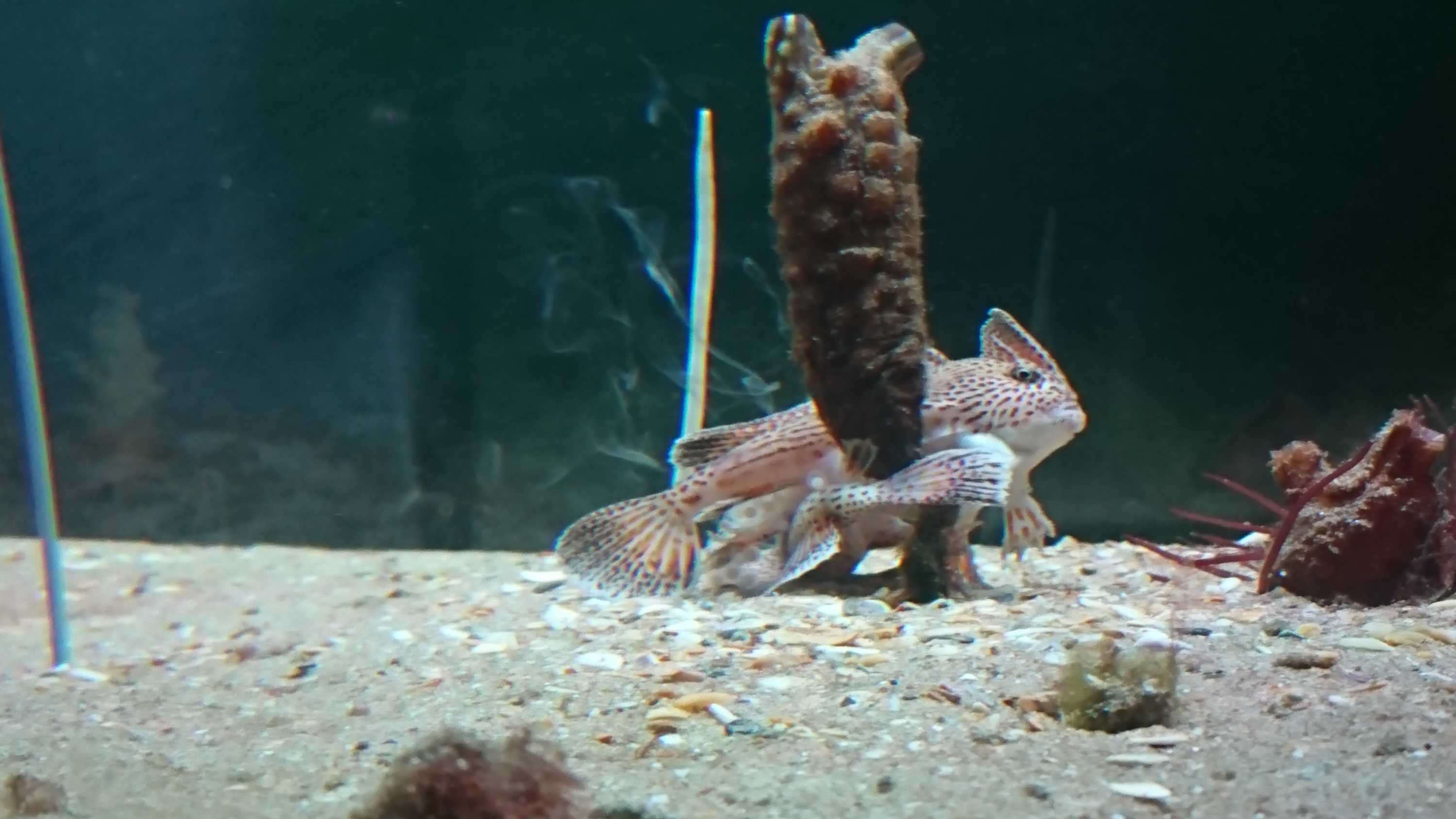 fish tanks in Tasmania, Pets