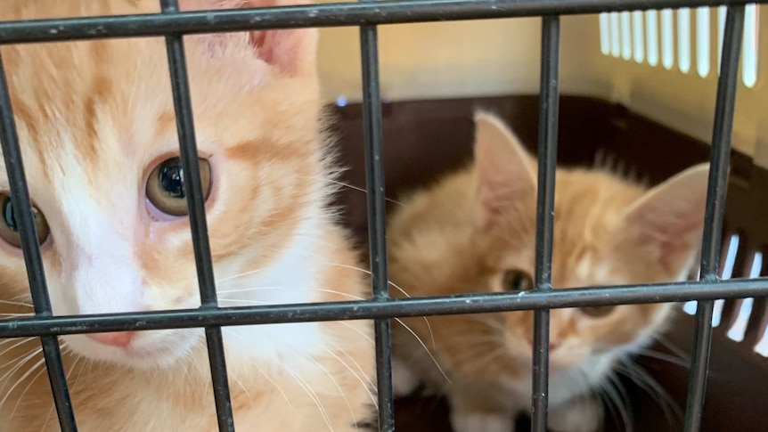 Two ginger cats in a cage