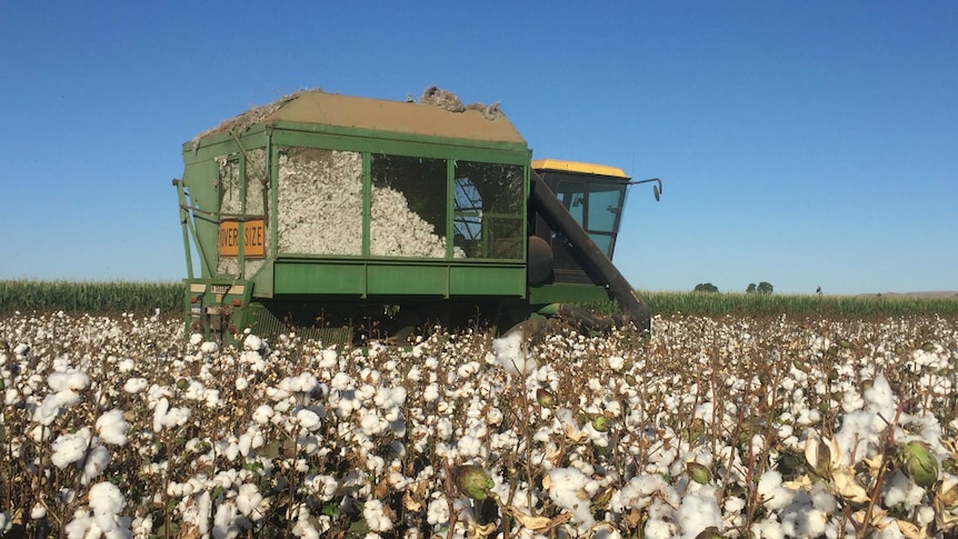 A cotton harvester working in the Kimberley's Ord Valley