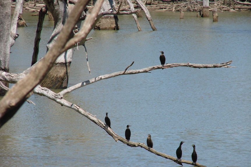 Birds by the river