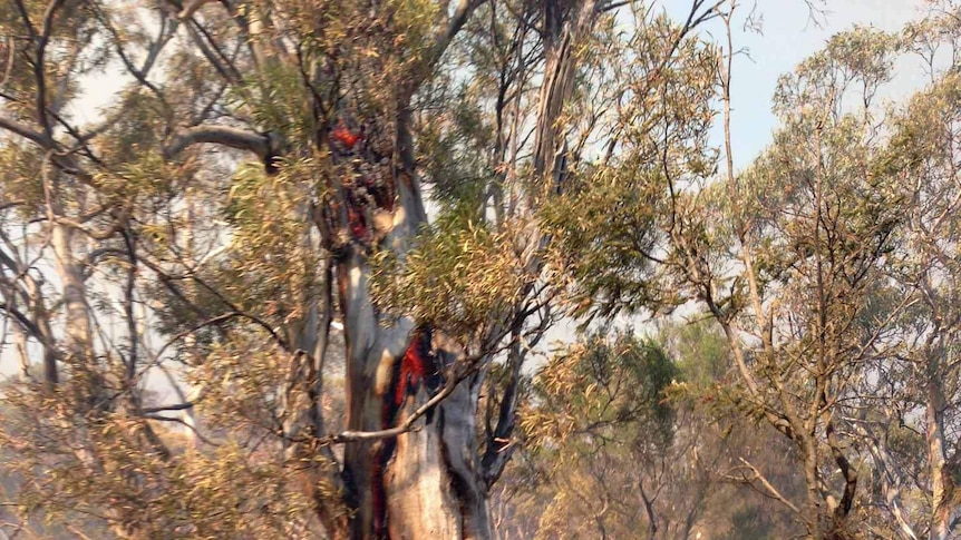 The Molesworth fire has burnt out more than 300 hectares of bushland.