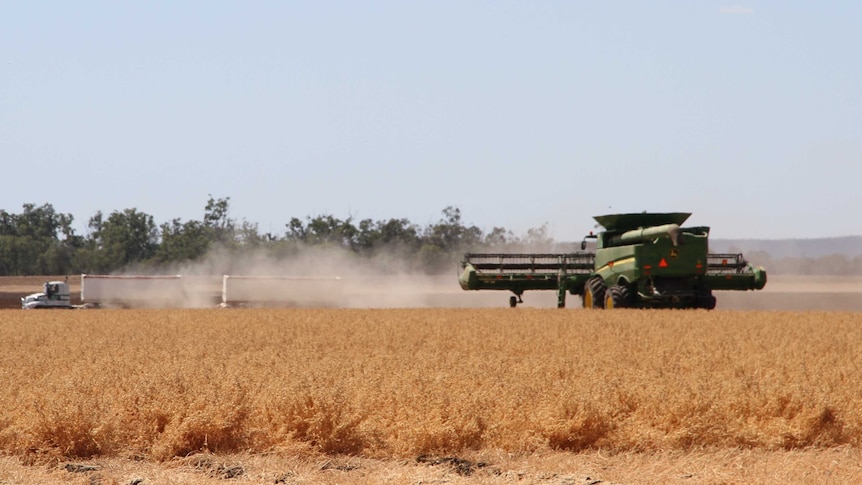 Chickpea harvester in a field