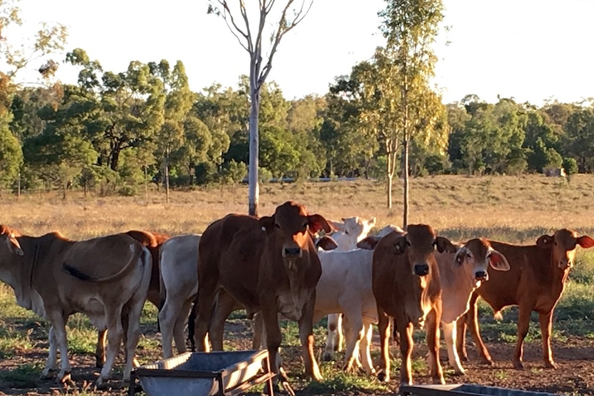 A paddock of weaners.