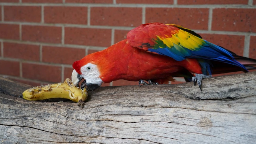 A red parrot eats a banana