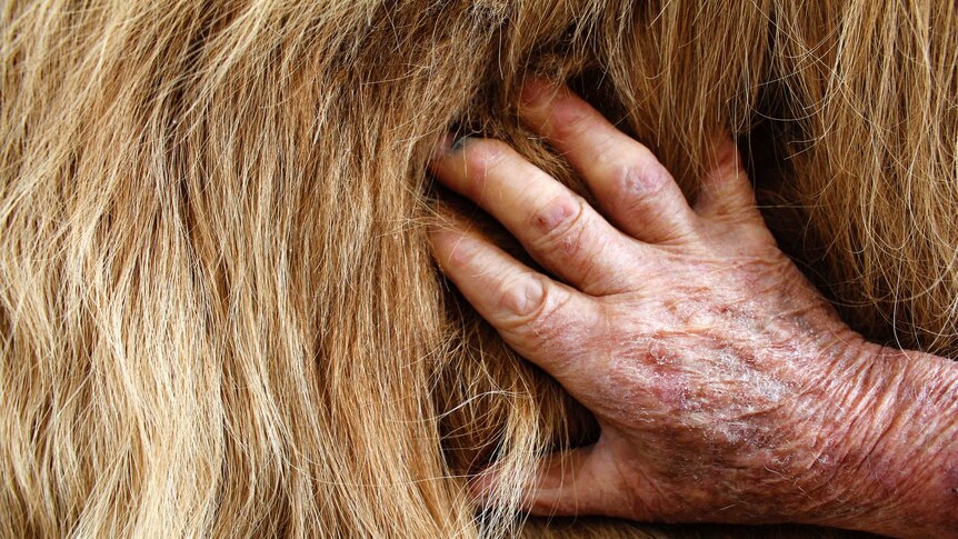 Bryan Pearce's hand resting on a Scottish Highland Cow skin that he has tanned
