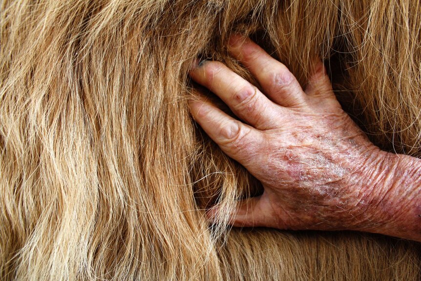 Bryan Pearce's hand resting on a Scottish Highland Cow skin that he has tanned