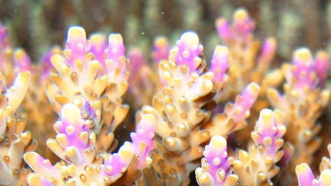 Purple Coral Keppel Islands