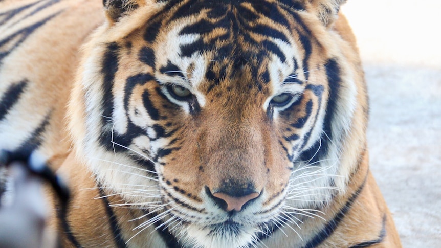 Baru the Sumatran tiger