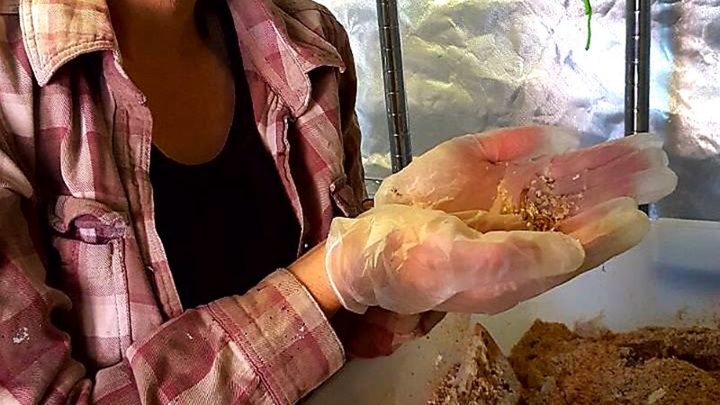 A researcher holding a handful of edible insects