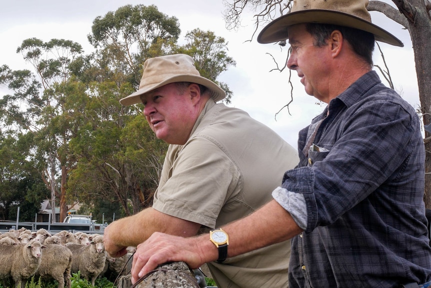 Kojonup farmers Nick Trethowan and Myles Reid standing among some sheep yards on a farm