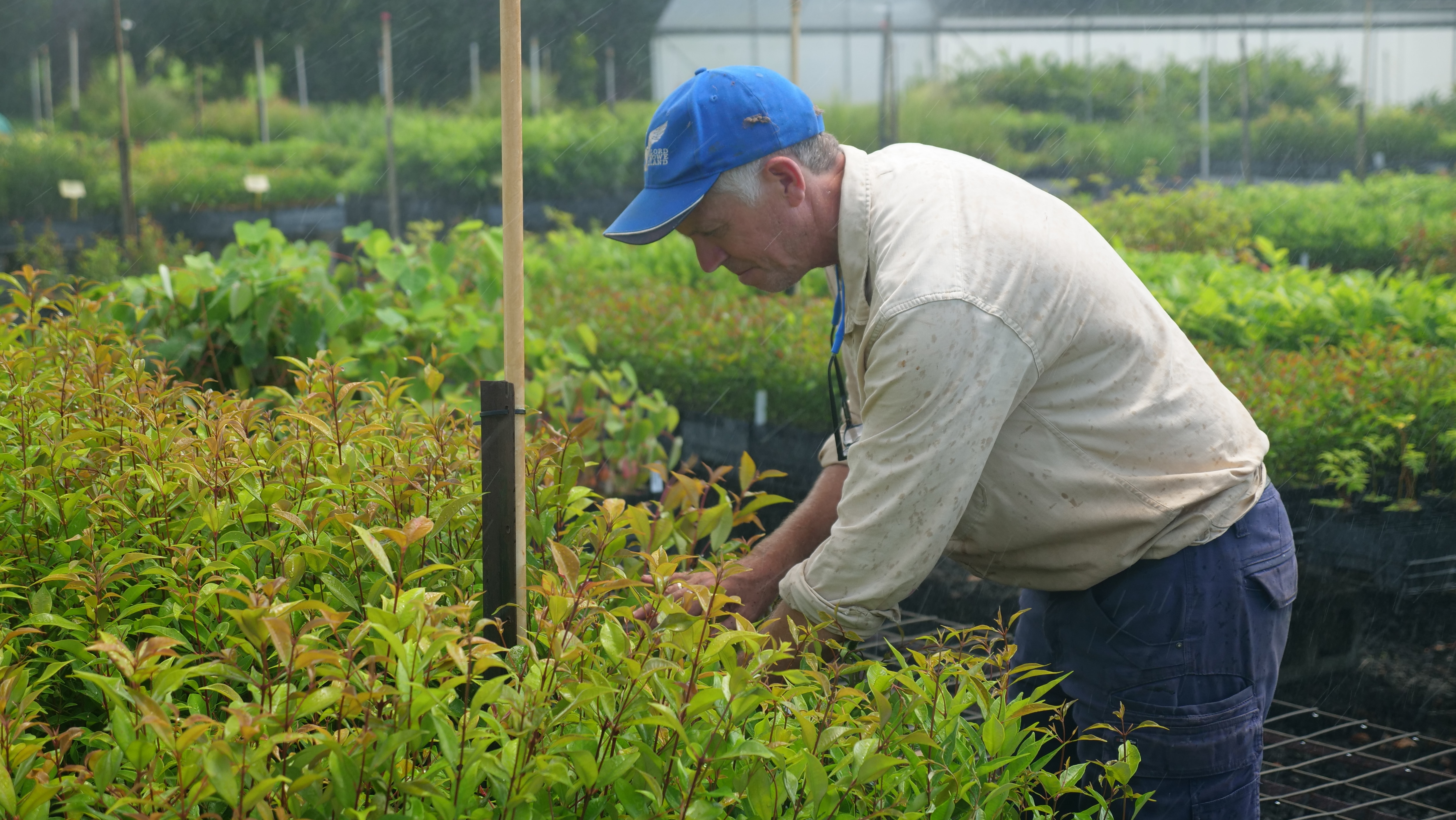 A man in outdoor workwear leans over a table of seedlings in a nursery, while sprinklers drop water from overhead.