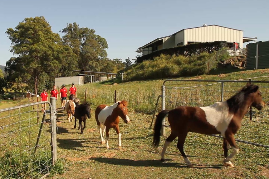 People waking in a paddock with miniature horses