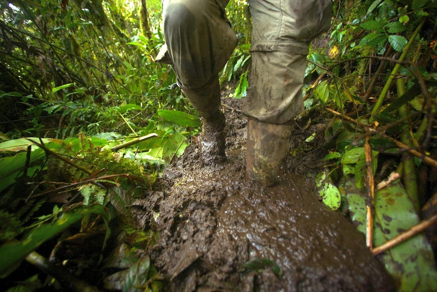 The wet forests of the New Guinea Mountains pose challenges for biologists.