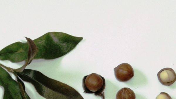 a macadamia leaf sits next to three macadamias, still in their shells, two cracked nuts and a ten cent piece.
