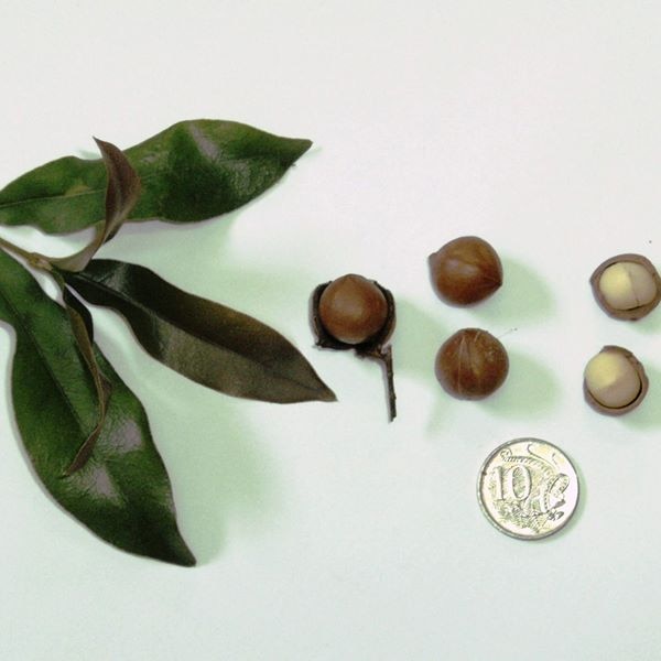 A macadamia leaf sits next to three macadamias, still in their shells, two cracked nuts and a ten cent piece.