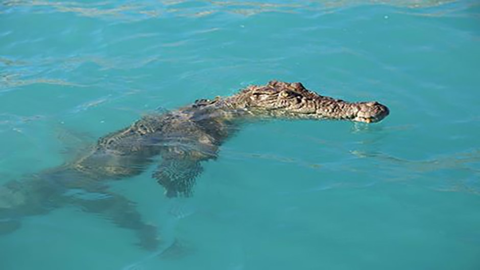 A crocodile floats along the Kimberley coast.