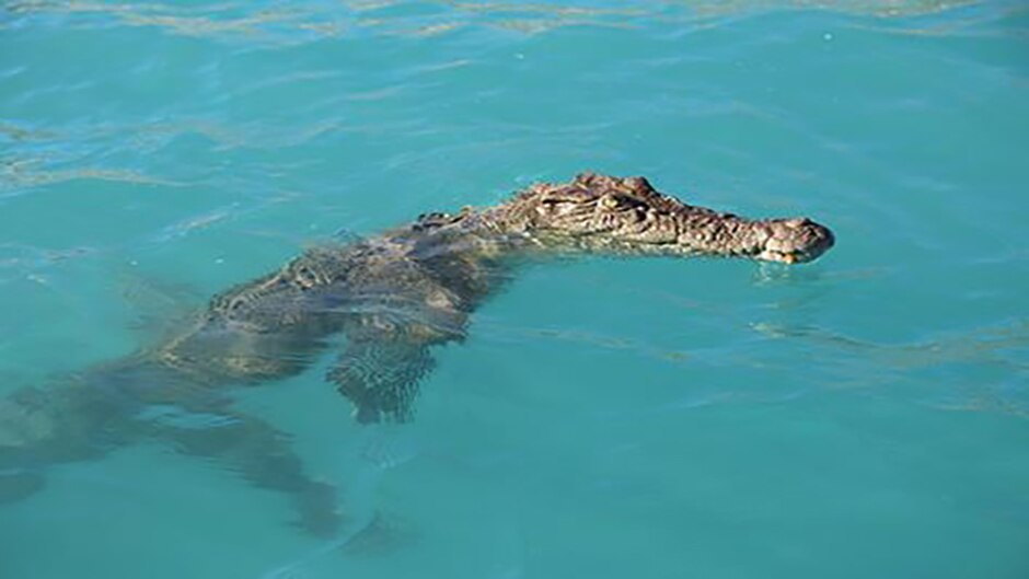 Hermès is exploiting Australian crocodiles