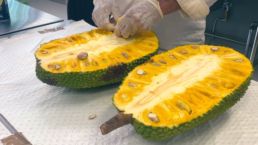 a jackfruit cut in half, with a man in gloves removing the flesh.