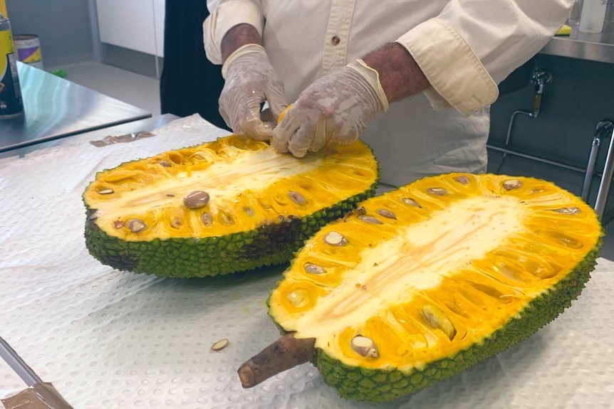 a jackfruit cut in half, with a man in gloves removing the flesh.