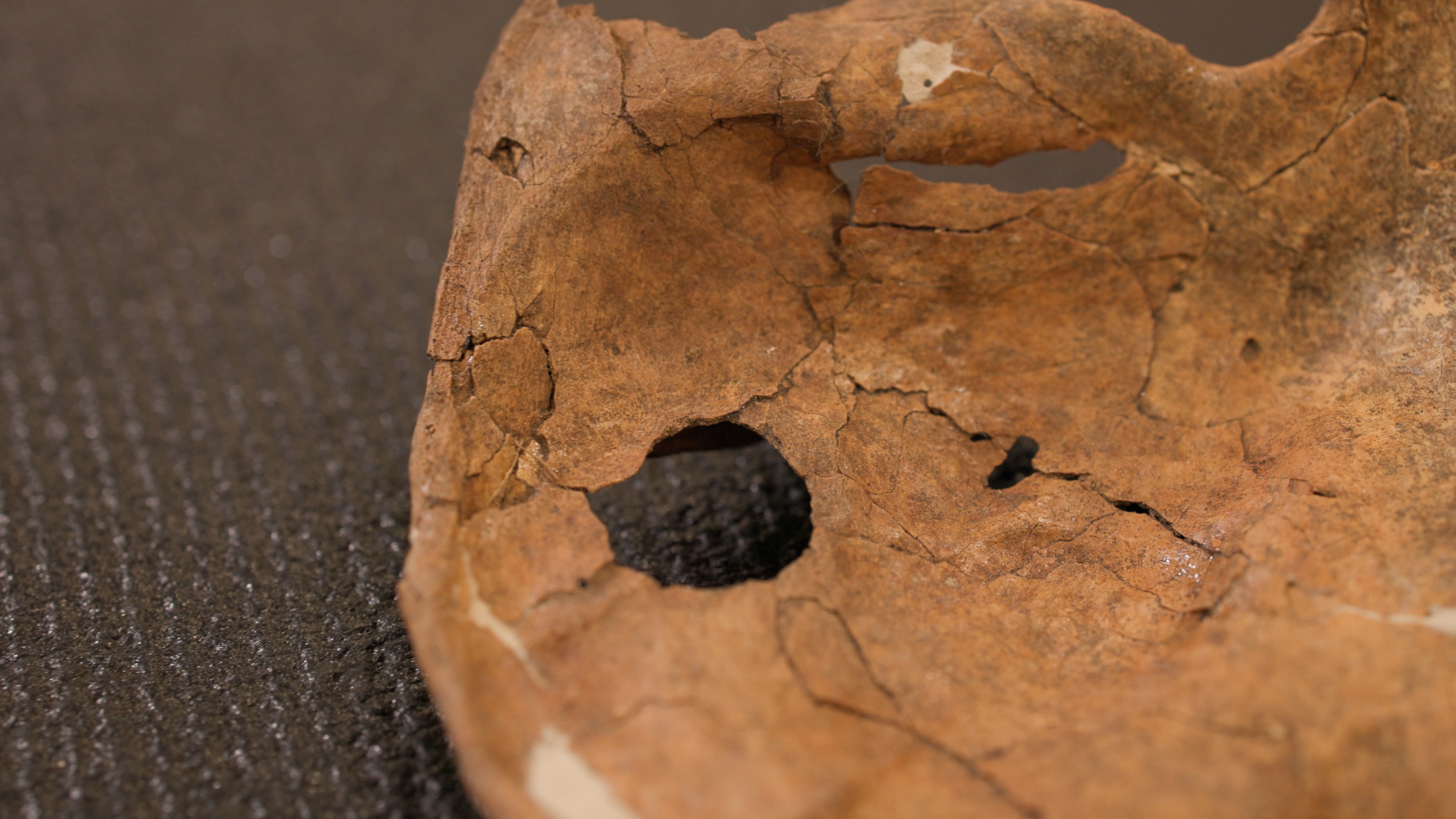 Remains may be earliest evidence of ancient human speared to death