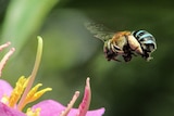 A blue-banded bee hovers above a pink flower