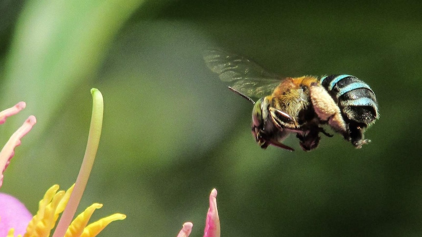 A blue-banded bee hovers above a pink flower