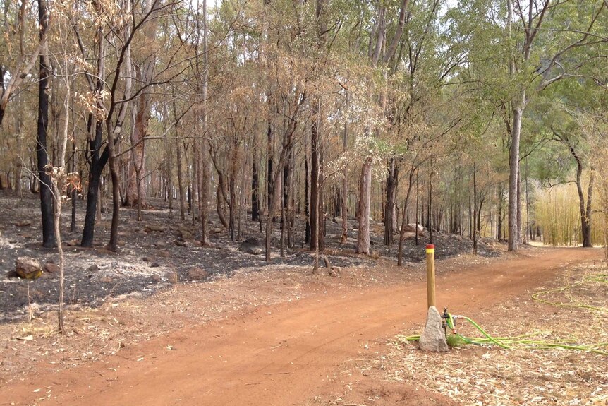 The the burnt ground of burnt off bushland.