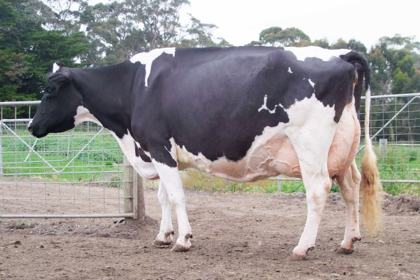 A large 12yo dairy cow sits walks near the gates at a rural property in Tasmania.