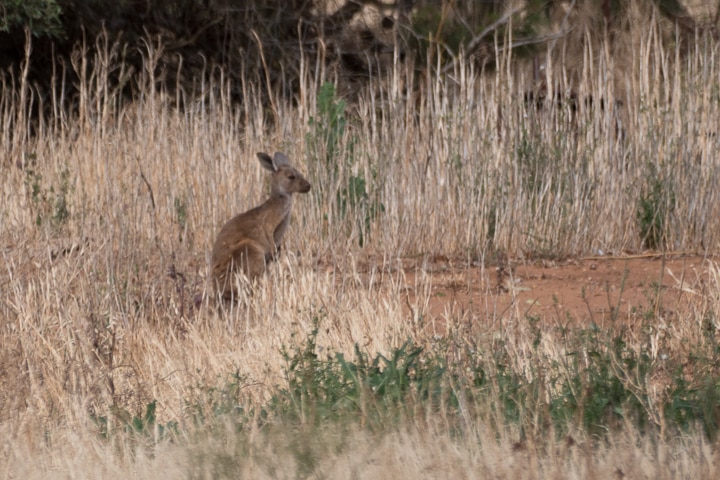 An orphaned joey spotted in an adjoining field.