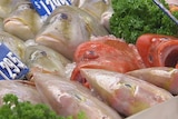 Fresh fish on display in a seafood shop