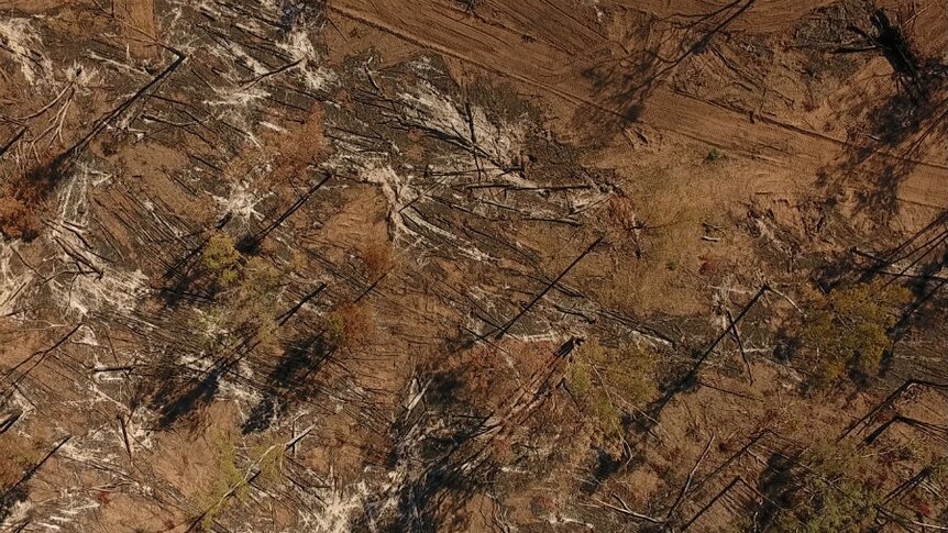 Tree thinning in Queensland's Western Downs, as seen from above in May.