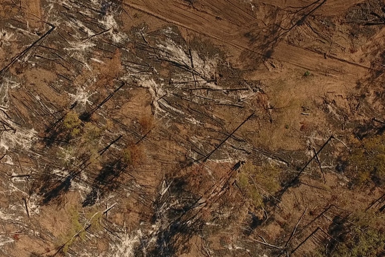 Tree thinning in Queensland's Western Downs, as seen from above in May.