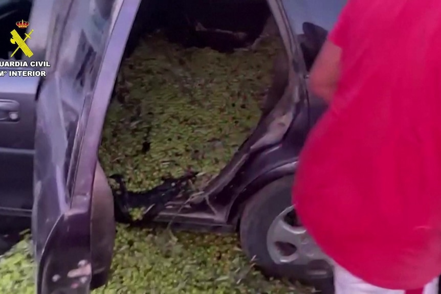 Green olives are shown spilling out of the back of a car seized by police.