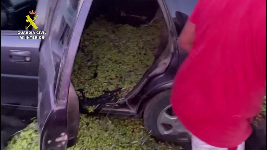 Green olives are shown spilling out of the back of a car seized by police.