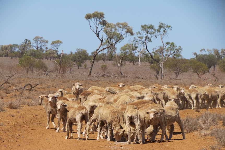 Longreach drought: Sheep kept alive on cotton seed