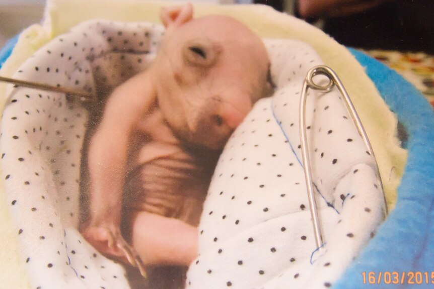 Tiny Whisper the wombat lying next to a nappy safety pin.