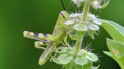 Grasshopper hanging on a plant