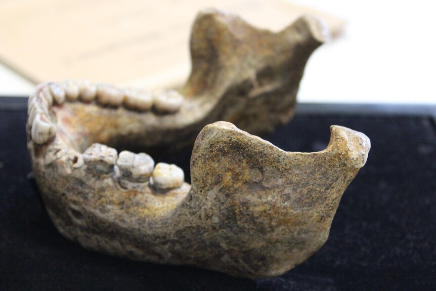 The mandible as seen from the side, showing large teeth and chunkier bone structure