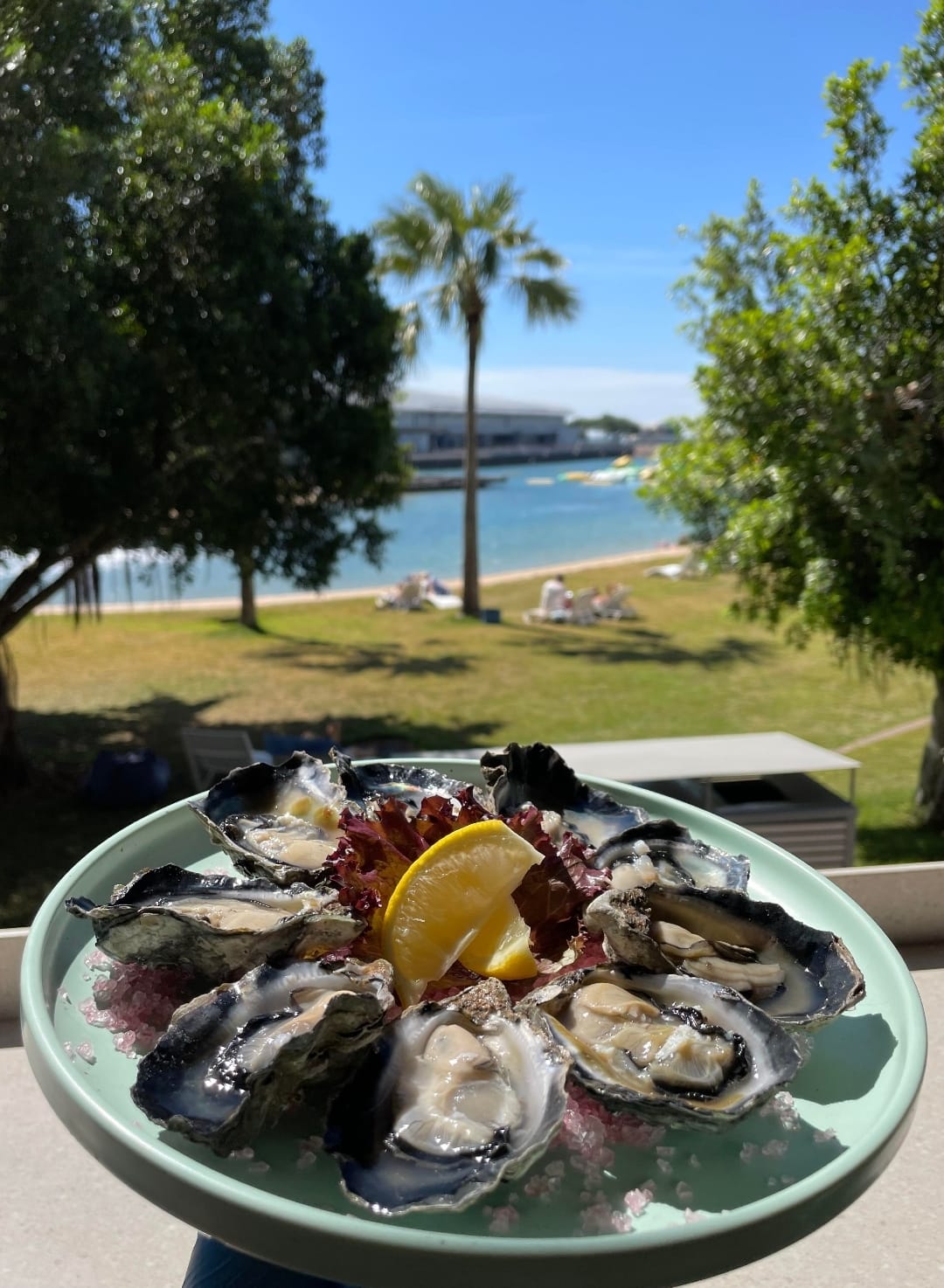 Arafura oysters reach Darwin in major milestone for Indigenous