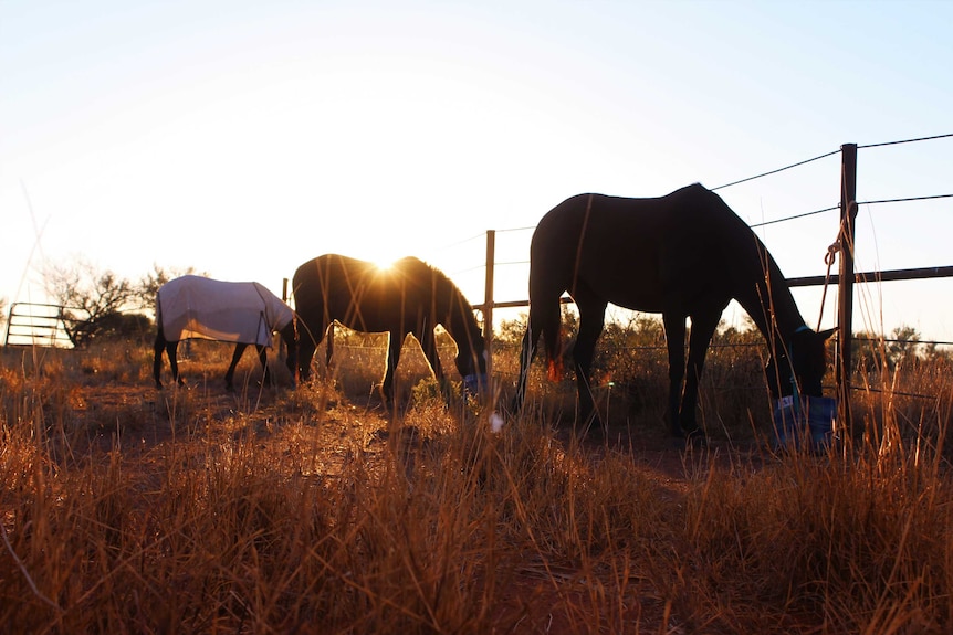 Horses tied a fence on the Nerrima Station.