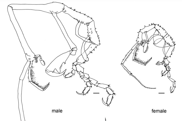 a drawing of Two related species of skeleton shrimp compared by scientists.