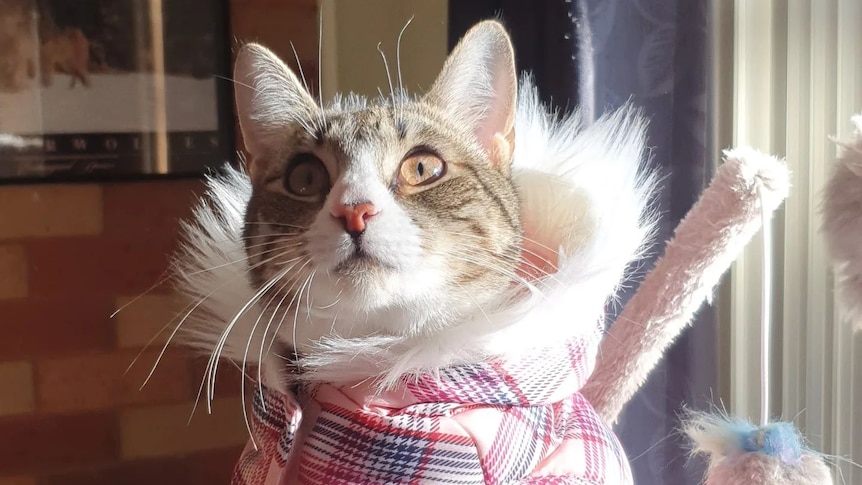 A grey and white cat wearing a pink tartan fluffy jacket. 