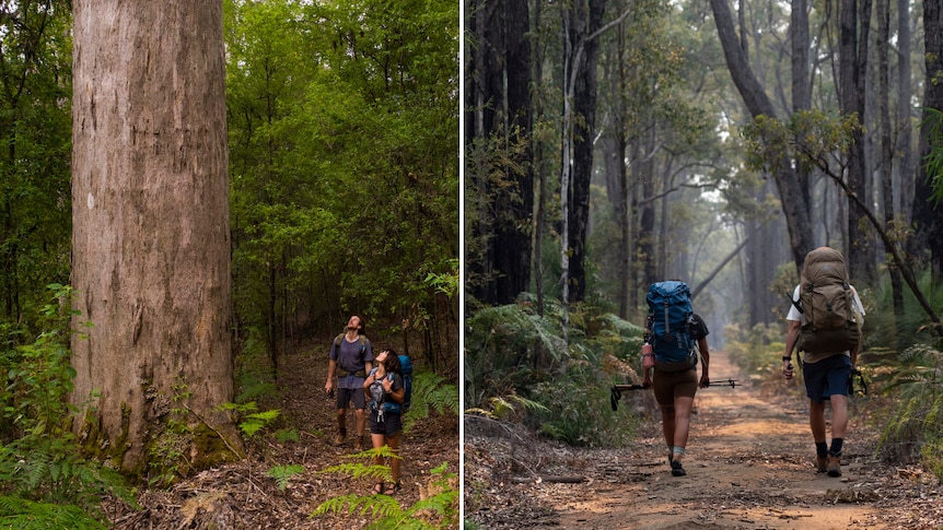 Two photos of hikers surrounded by very tall trees