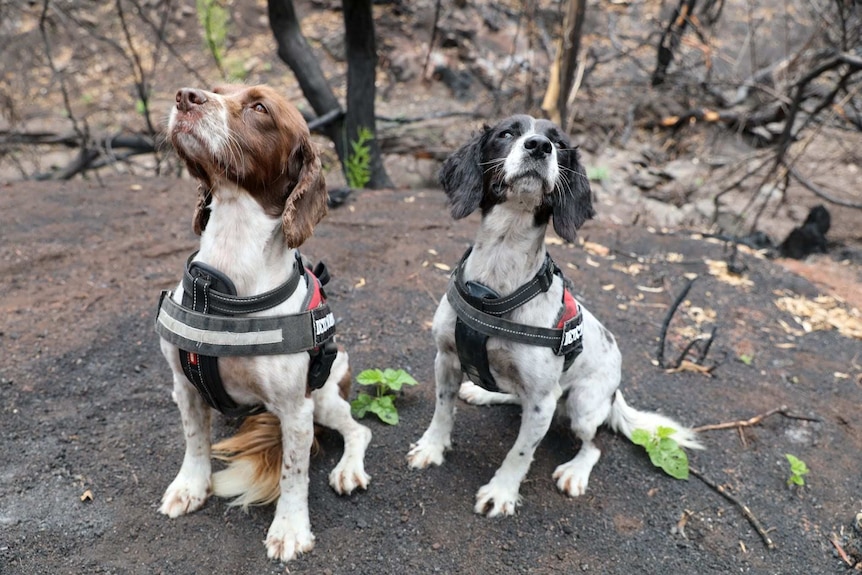 Two dogs in working harnesses in a bushland setting