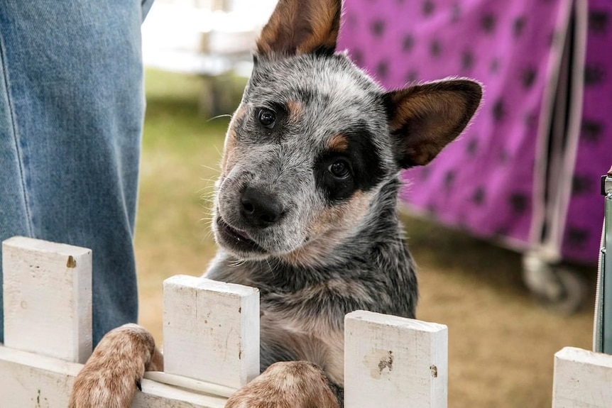 A cute cattle dog cocks his head in a fashion best objectively described as adorable.
