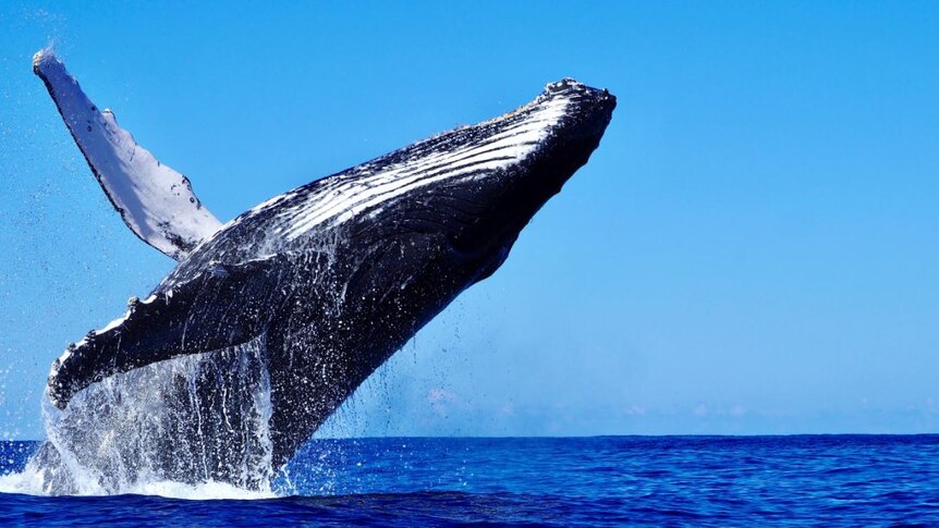 A humpback whale breaches near Tweed Heads.