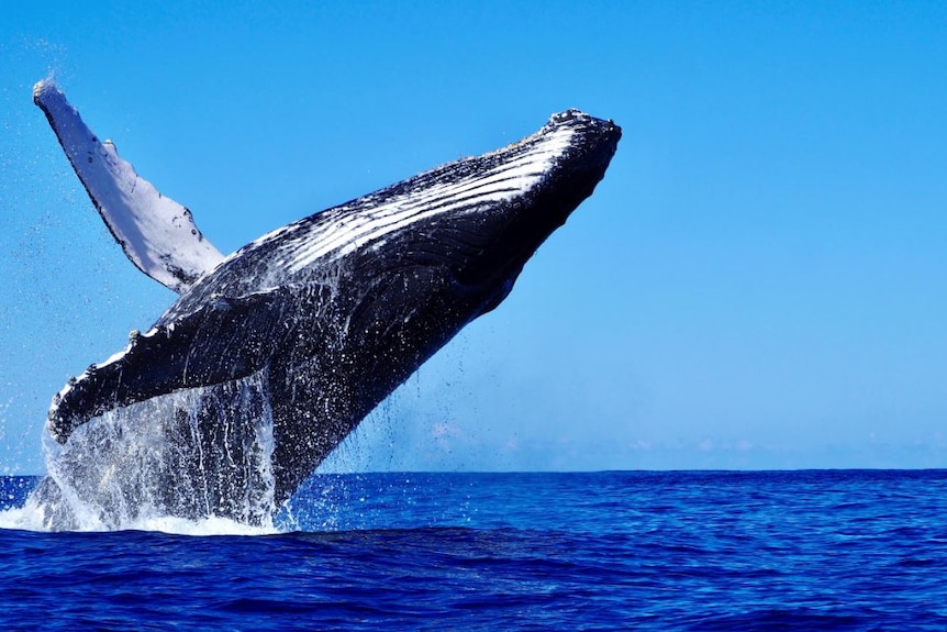 A humpback whale breaches near Tweed Heads.