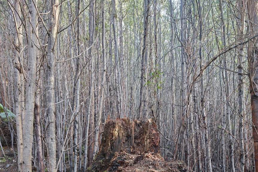 A sassafras stump at Tombstone Creek in 2015, almost 10 years after logging in the area.