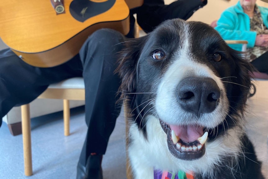 A close up of a black and white dog