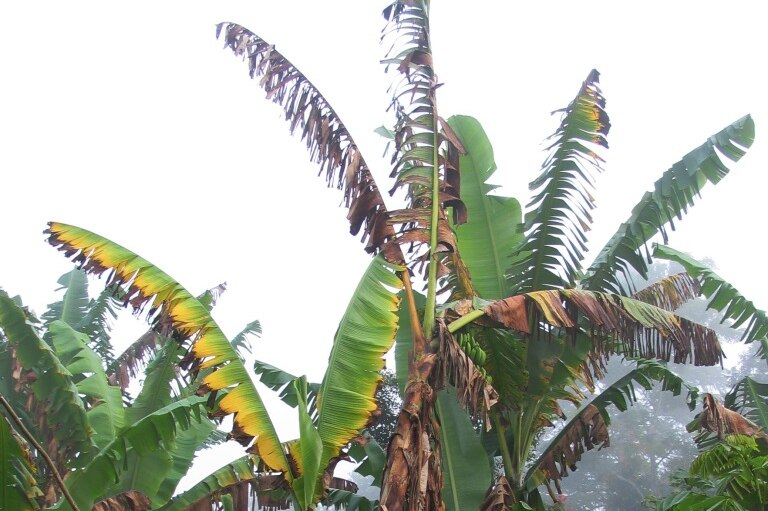 An example of what the Panama disease can do to banana plants